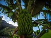 bananova_plantaz_madeira_spurek (3).jpg